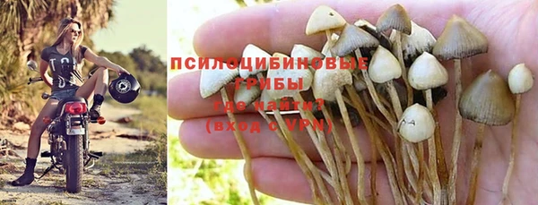шишки Пересвет